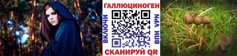 ОМГ ОМГ зеркало  Высоковск  Псилоцибиновые грибы Psilocybe 